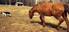 buffandgemma.JPG (9856 bytes)