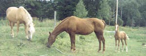 buffreubenkoeh.JPG (10408 bytes)