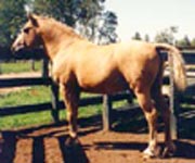 colaustin.JPG (8987 bytes)