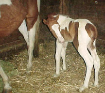 daffcolt.jpg (15896 bytes)