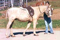 duttysaddle.jpg (10319 bytes)