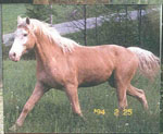 goldendream1.jpg (7966 bytes)