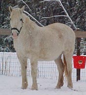pearlwinter.JPG (10418 bytes)