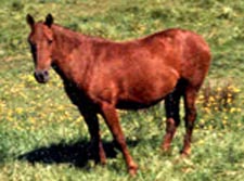ravishingruby.JPG (12632 bytes)