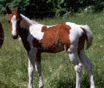 rockyfoal.JPG (6772 bytes)