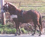tubbyharness.jpg (7556 bytes)